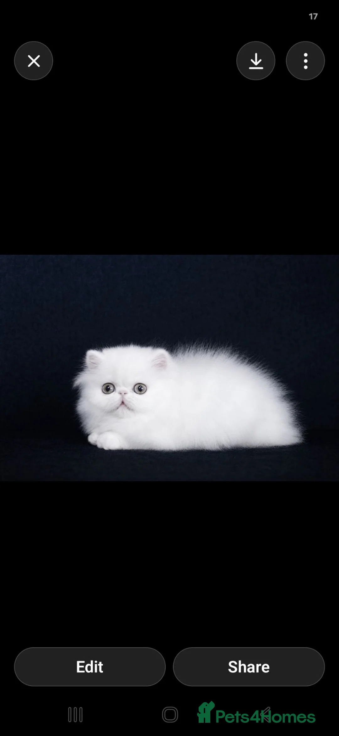 Persian cats for sale: Red and white persian kittens  - Advert 6