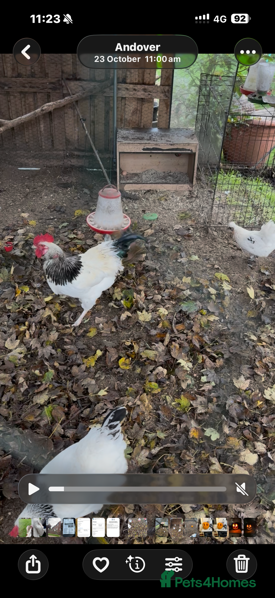 Chickens poultry for sale: Light Sussex Cockerel  - Advert 1