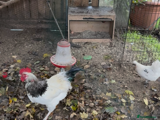 Chickens poultry Light Sussex Cockerel - Advert 9