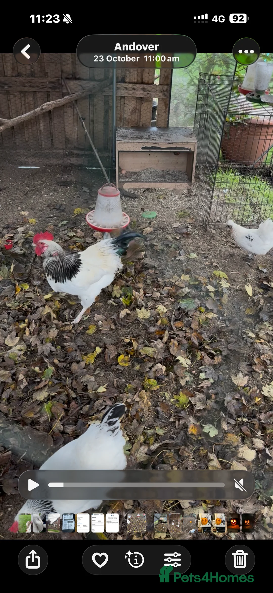 Chickens poultry for sale: Light Sussex Cockerel  - Advert 1