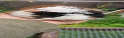Guinea Pig rodents for sale: Baby guinea pigs for sale  - Advert 2