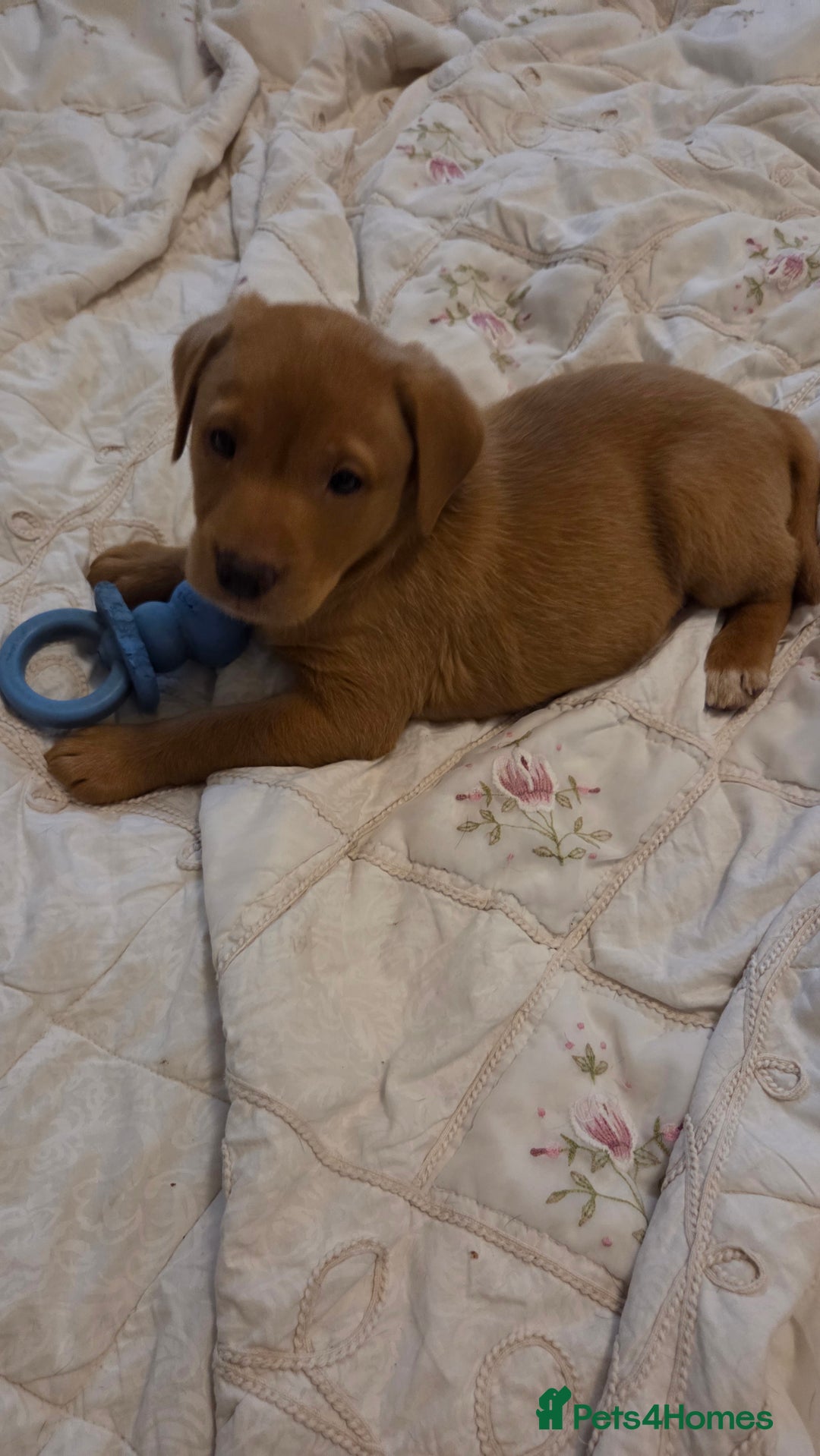 Labrador Retriever dogs for sale: Beautiful Labrador girl pup - Advert 2