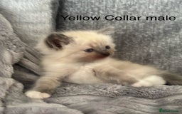 Ragdoll cats for sale: Gorgeous male ragdoll kittens  - Image 4