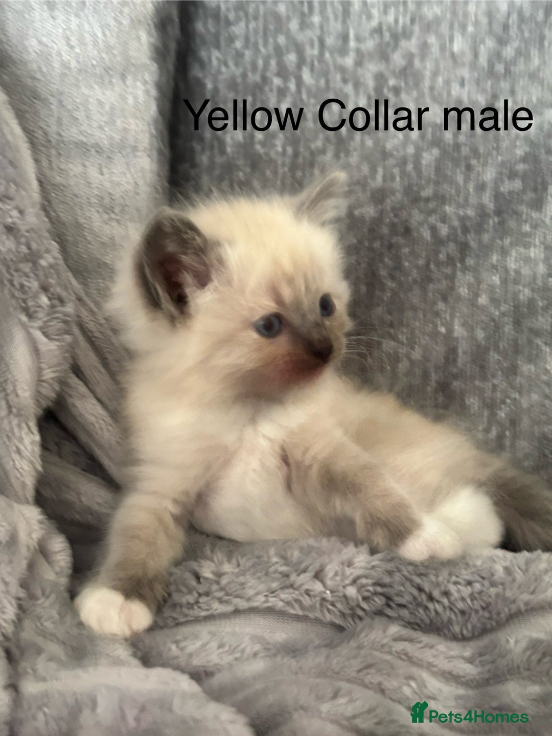 Ragdoll cats for sale: Gorgeous male ragdoll kittens  - Image 4