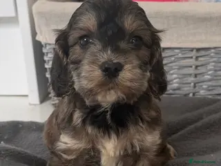 Cockapoo dogs ready to leave cockapoo puppies - Advert 2