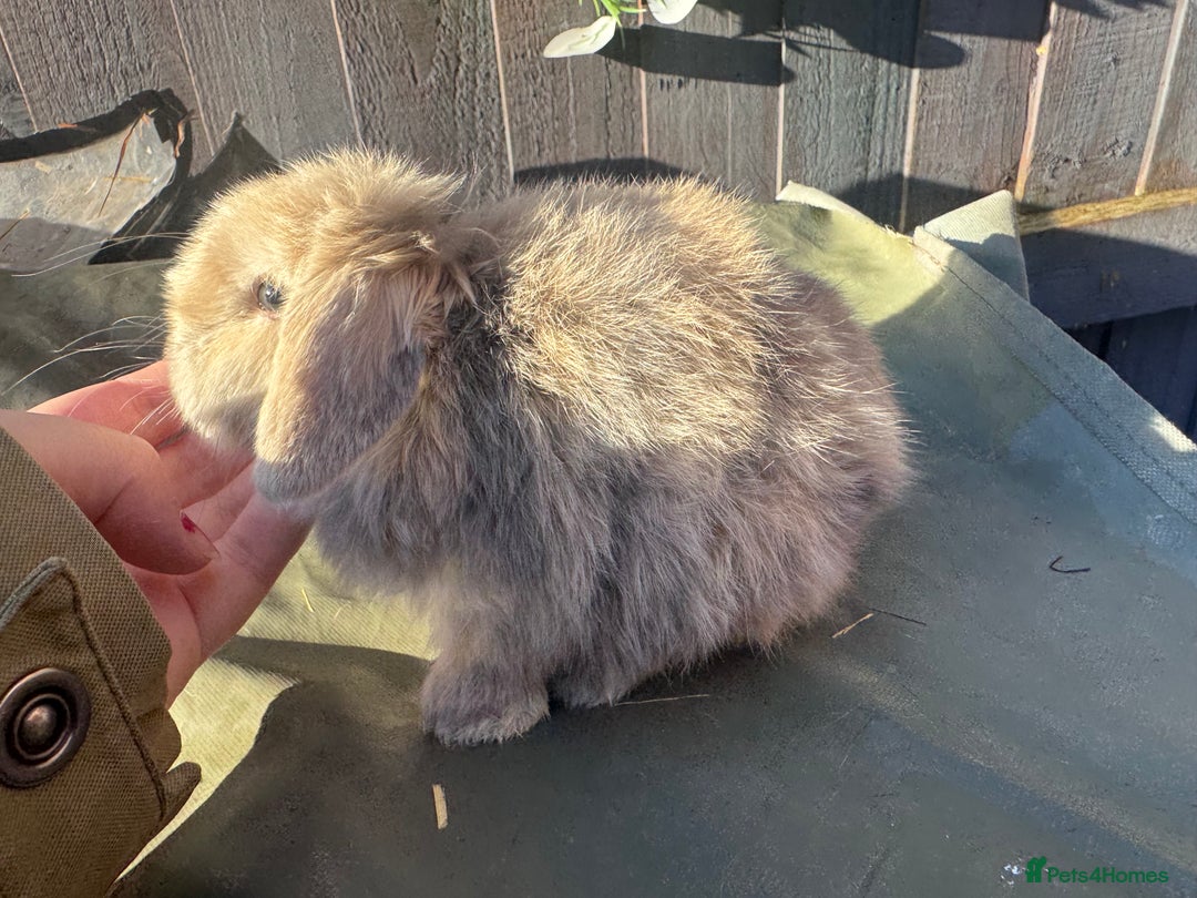 Mini Lop rabbits for sale: gorgeous mini lop babies  - Advert 4