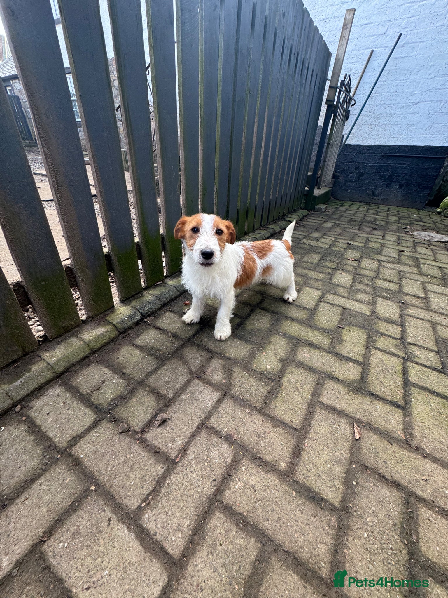 Jack Russell dogs for sale: Stunning Wee Jack Russell  - Advert 3