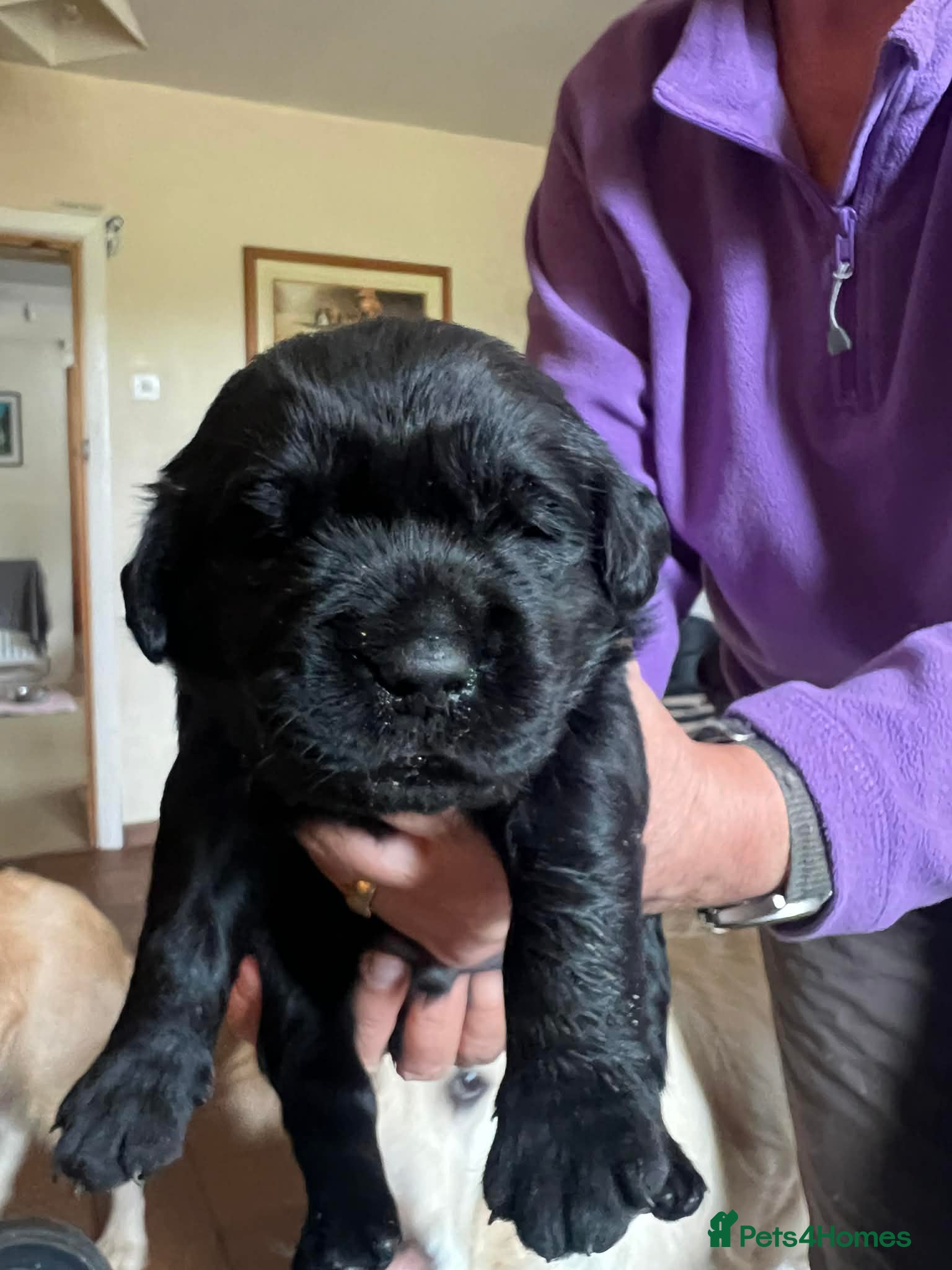 Goldador dogs Stunning black Goldador boy  - Advert 9