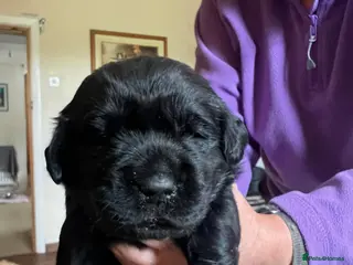 Goldador dogs Stunning black Goldador boy - Advert 9