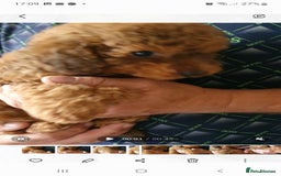 Toy Poodle dogs for sale: KC Toy Poodles, health tested, champion bloodline - Image 9