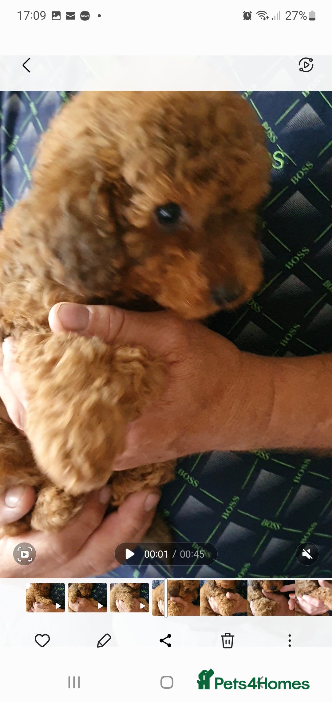 Toy Poodle dogs for sale: KC Toy Poodles, health tested, champion bloodline - Image 9