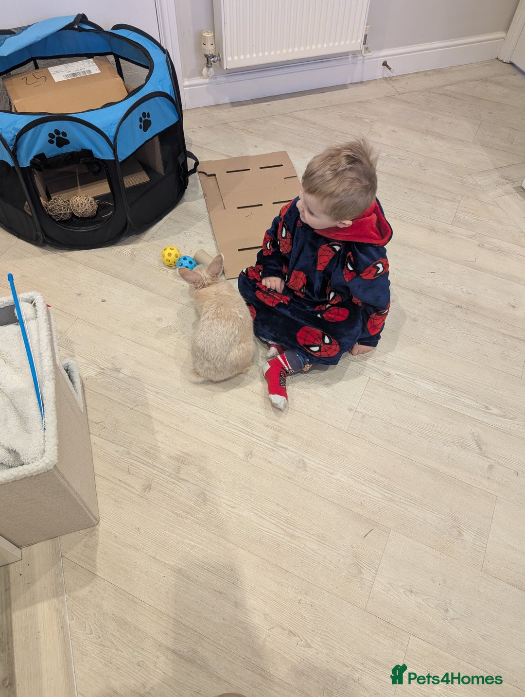 Lionhead rabbits for sale: Lionhead x Flemish boy - Price with everything!  - Advert 3