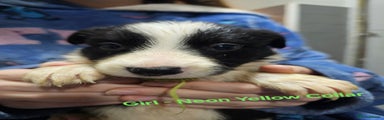 Border Collie Puppy (Neon Yellow)