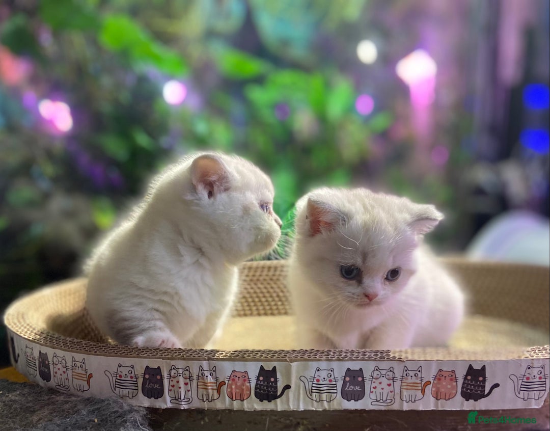 Scottish Fold cats for sale: TICA Full Pedigree kitten available  - Image 30