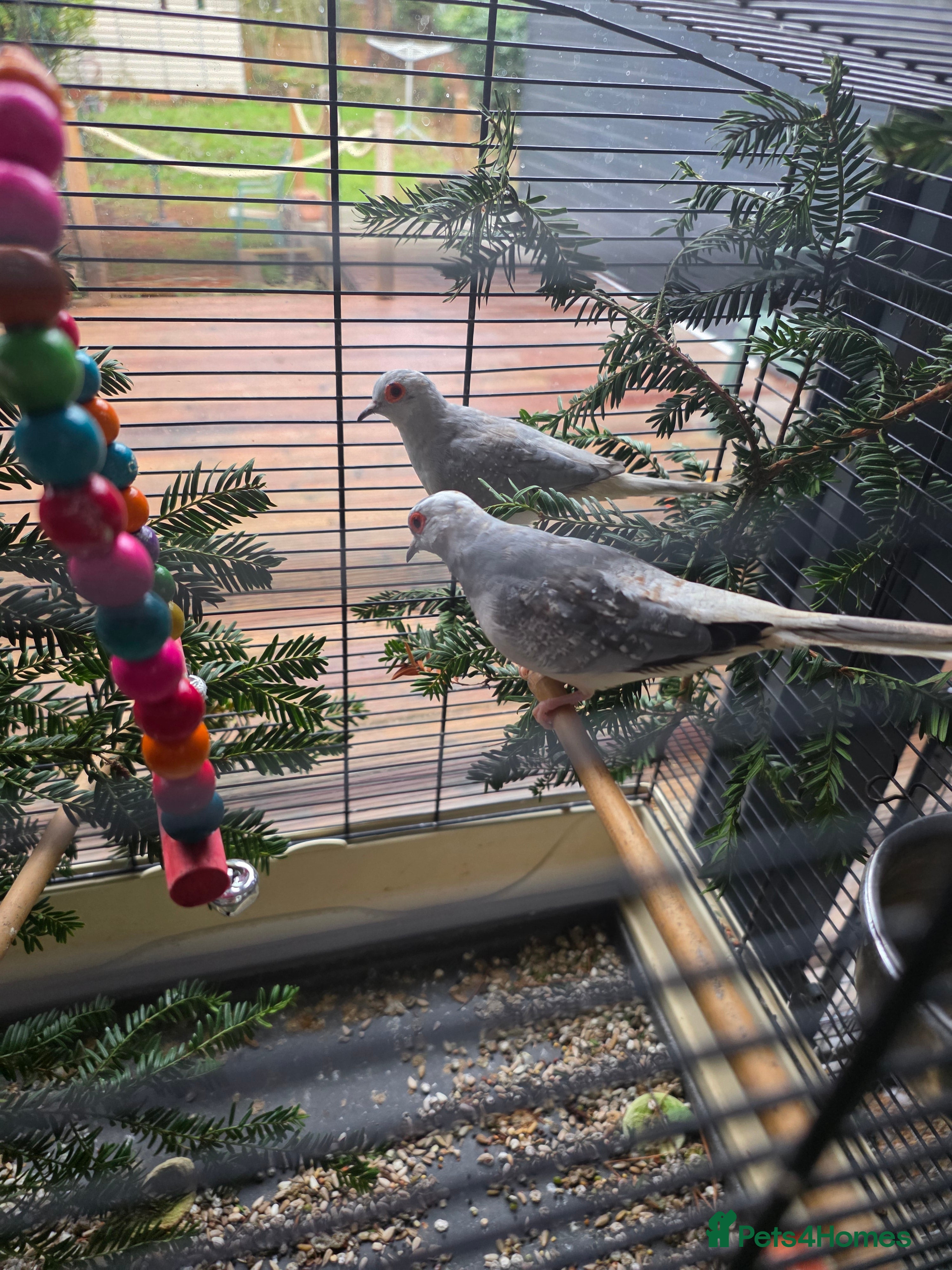 Doves birds Diand dove couple  - Advert 1