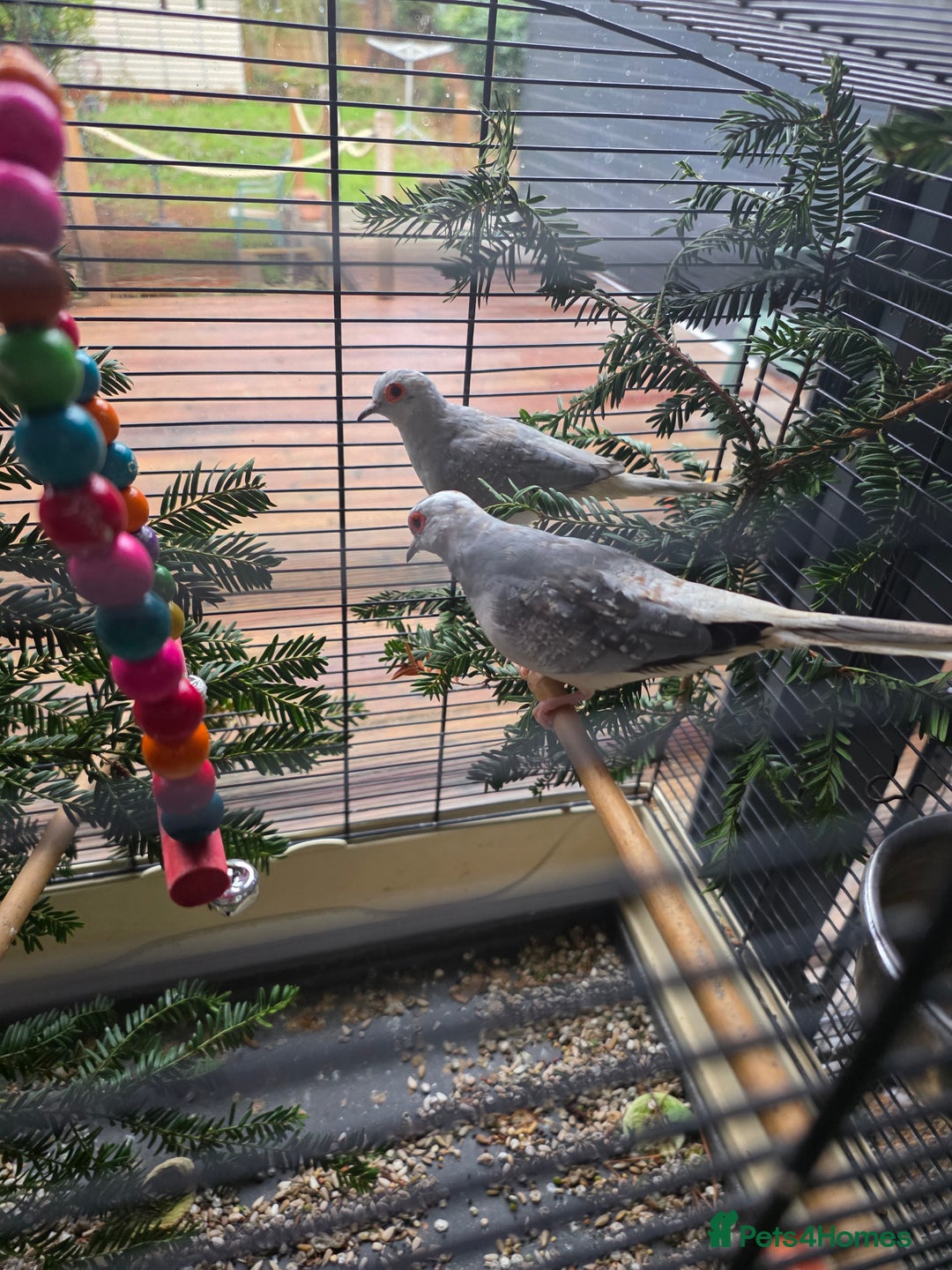 Doves birds for sale: Diand dove couple  - Advert 1