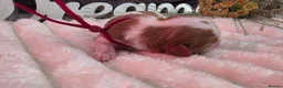 Cavalier King Charles Spaniel dogs for sale: Blenhiem cavalier king charles spaniel puppies - Advert 9