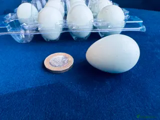Quail poultry Pure Blue Celadon Coturnix Quail eggs - Advert 1