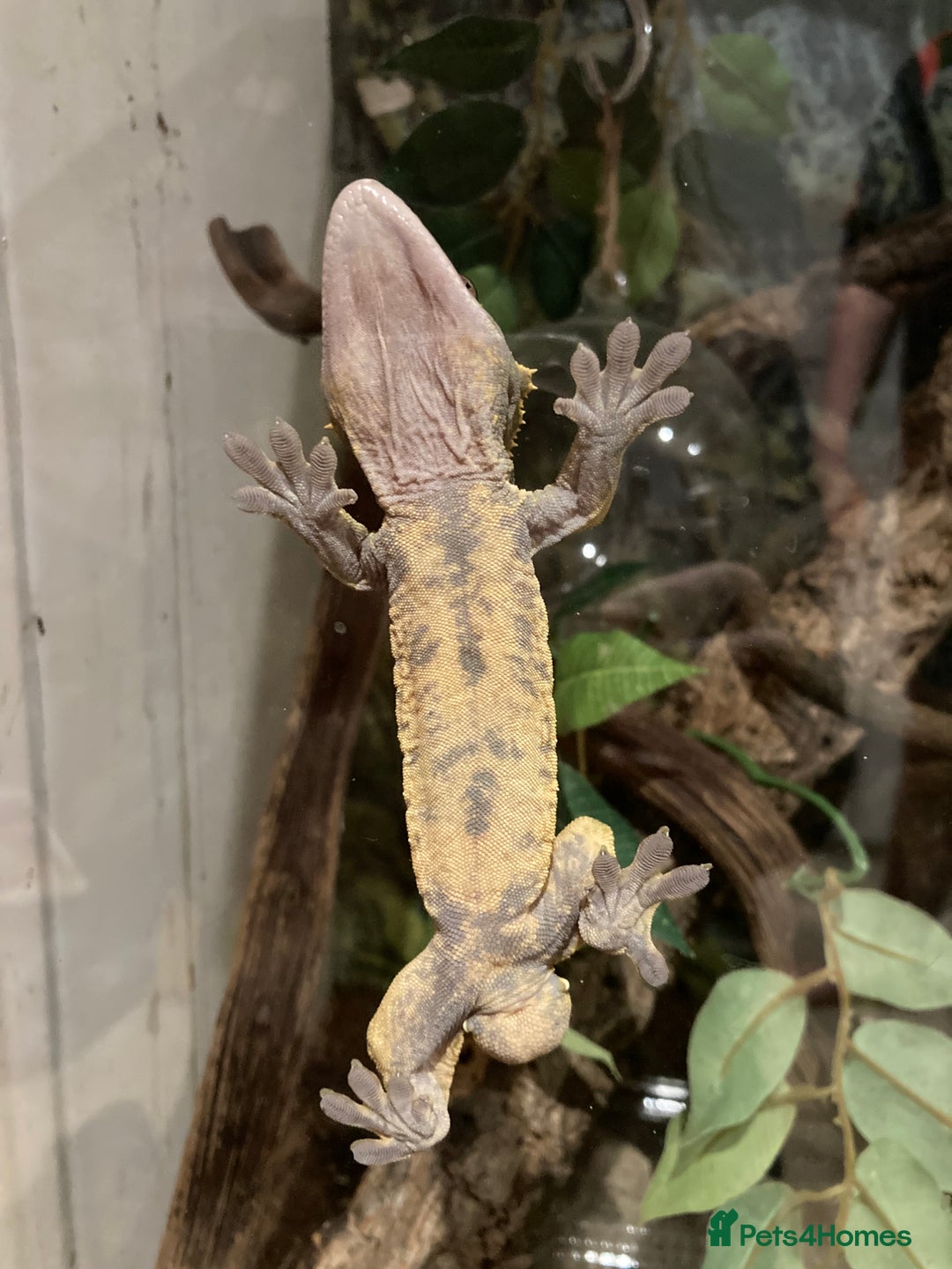 Gecko reptiles for sale: Crested Gecko and set up - Image 11