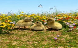 Ducks poultry for sale: Saxony ducks and ducklings for sale - Image 3