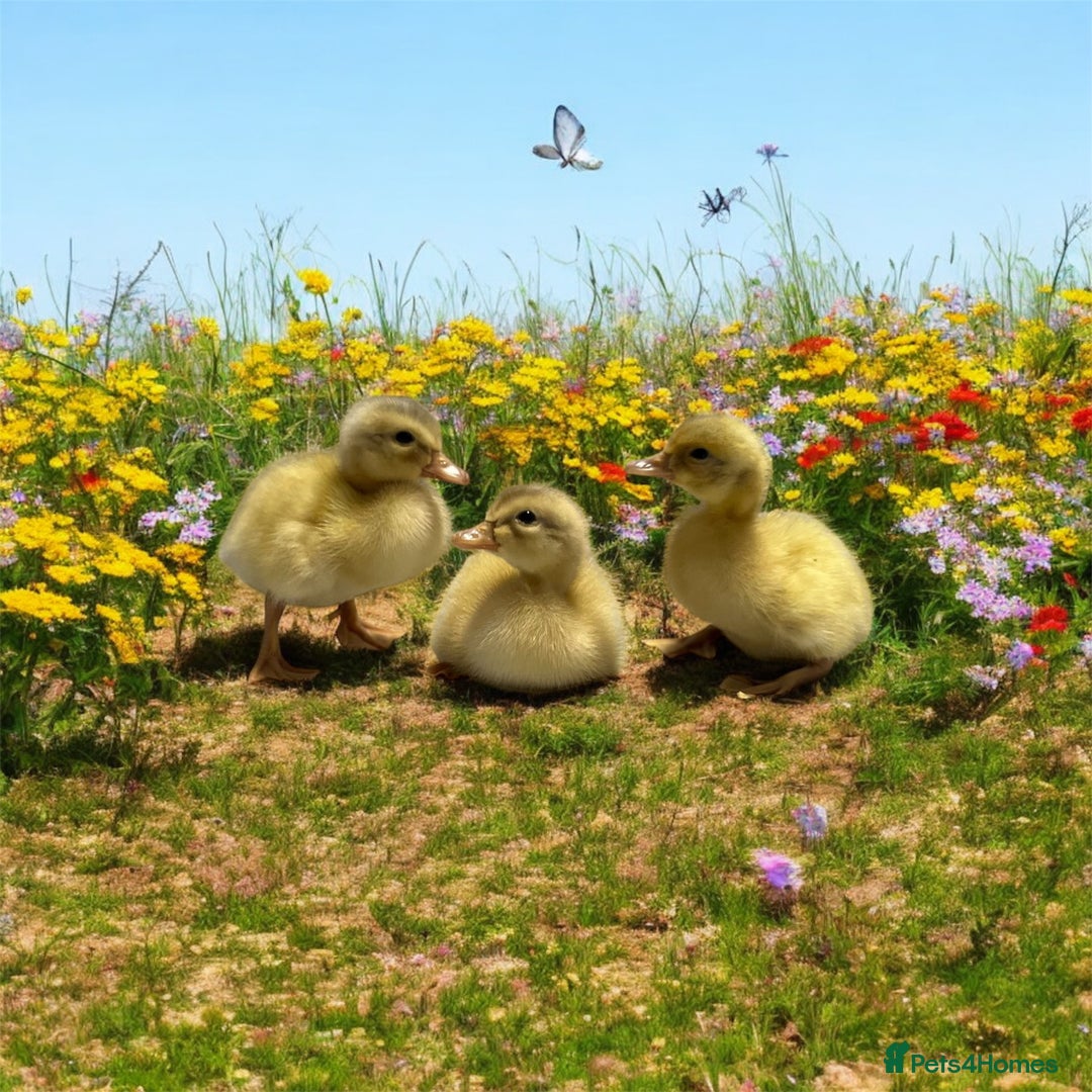 Ducks poultry for sale: Saxony ducks and ducklings for sale - Image 3