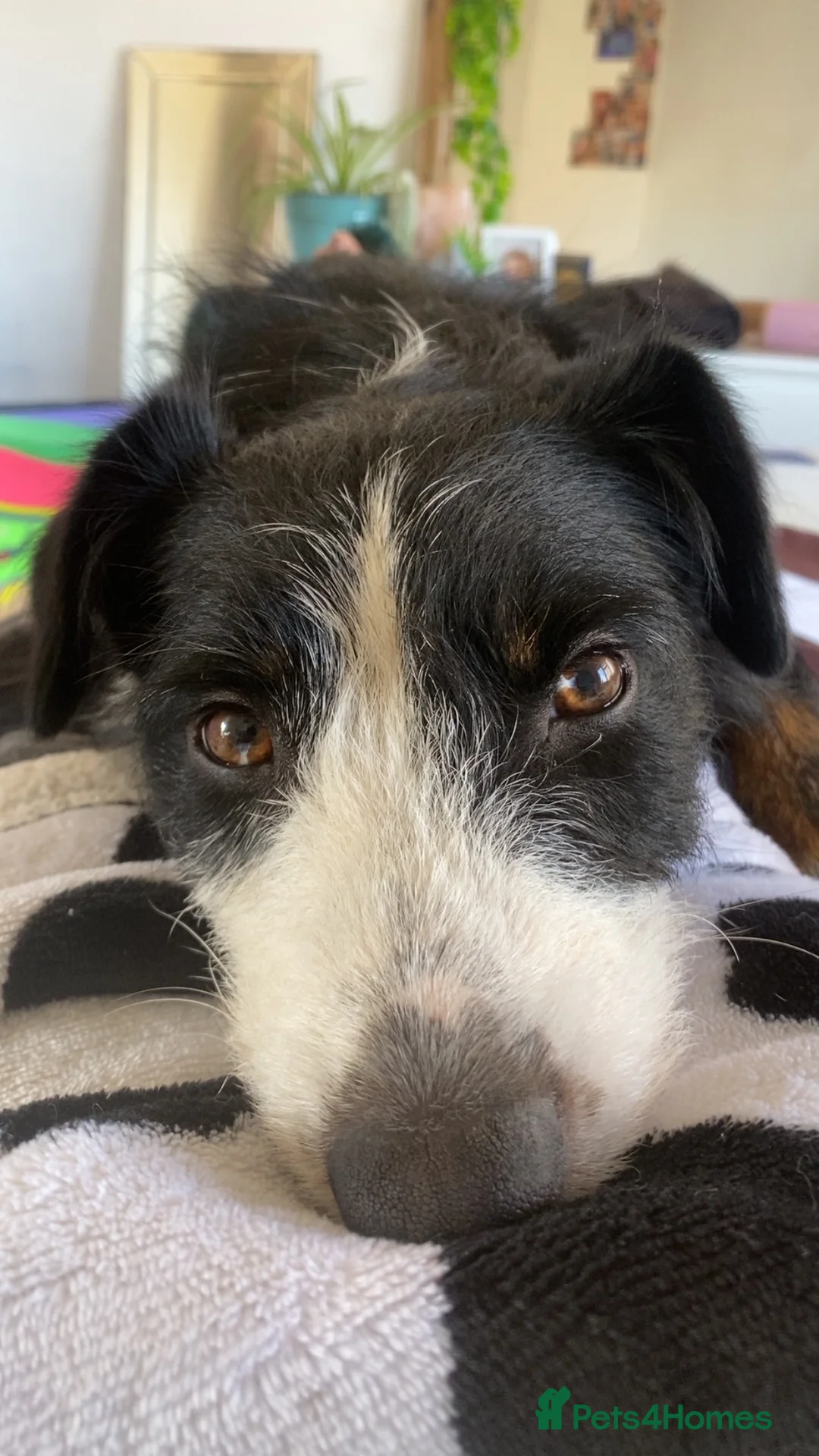 Mixed Breed dogs for sale: Mabel collie cross  - Advert 4