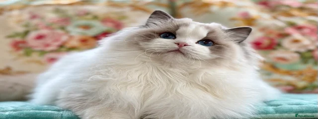 Ragdoll