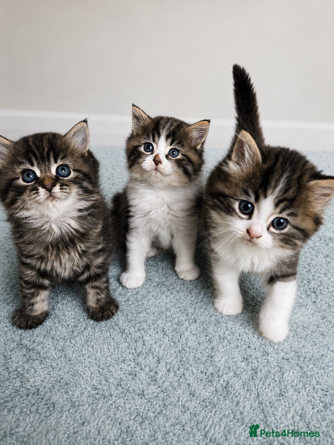 Persian cats Beautiful Doll Faced Persian Kittens  - Advert 1