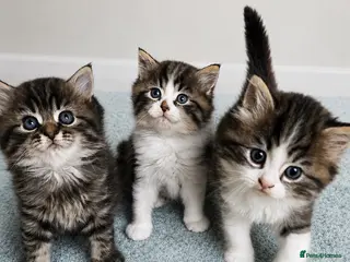 Persian cats Beautiful Doll Faced Persian Kittens - Advert 1