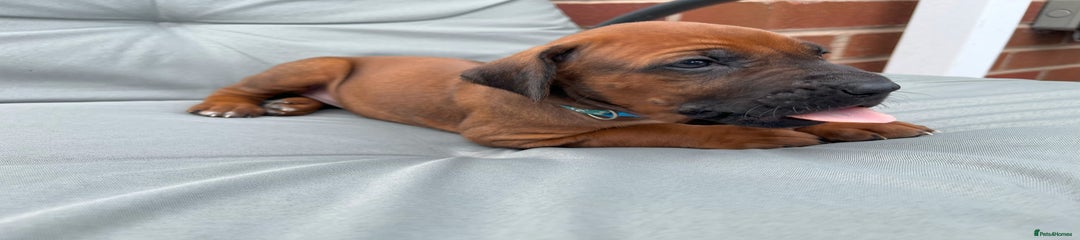 Rhodesian Ridgeback Puppy 7 Blue