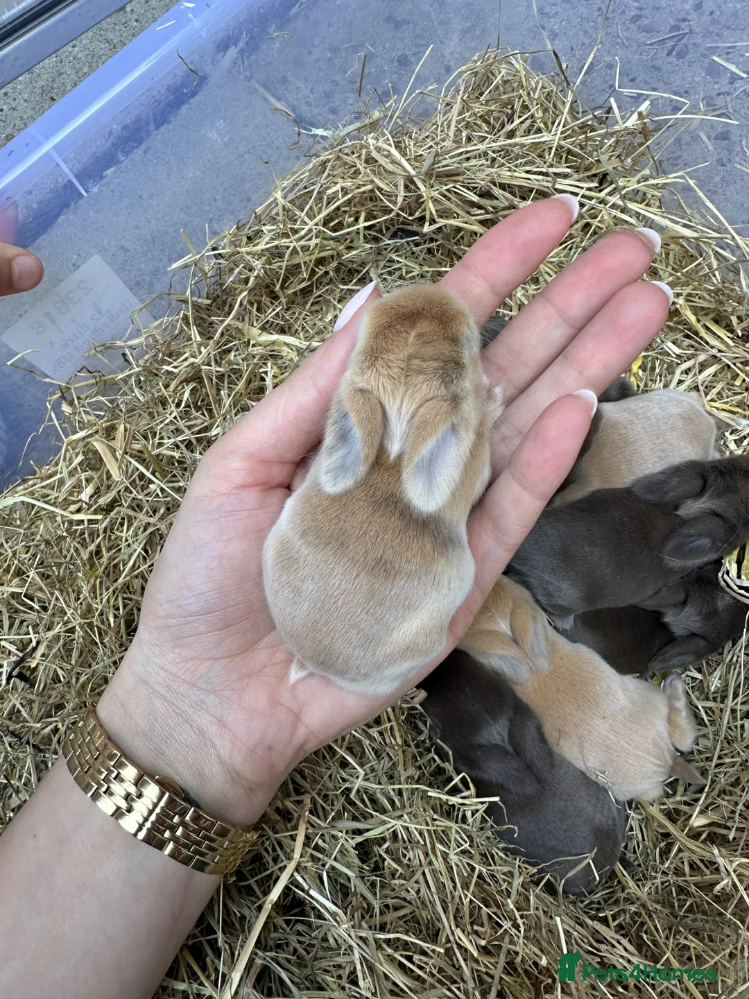 Mini Lop rabbits for sale: Mini Lops for sale chocolate & beige  - Advert 1