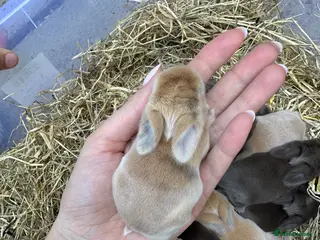Mini Lop rabbits Mini Lops for sale chocolate & beige - Advert 2