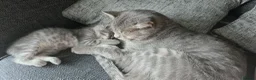 Scottish Fold cats for sale: *READY SOON* Beautiful Grey Scottish Fold Kittens - Advert 13