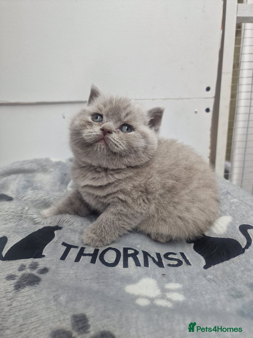 British Shorthair cats for sale: blue boy left. Chunky champion british shorthair - Advert 10