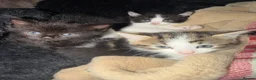 Mixed Breed cats for sale: 3 kittens half ragdoll, half domestic short hair  in Telford - Advert 2