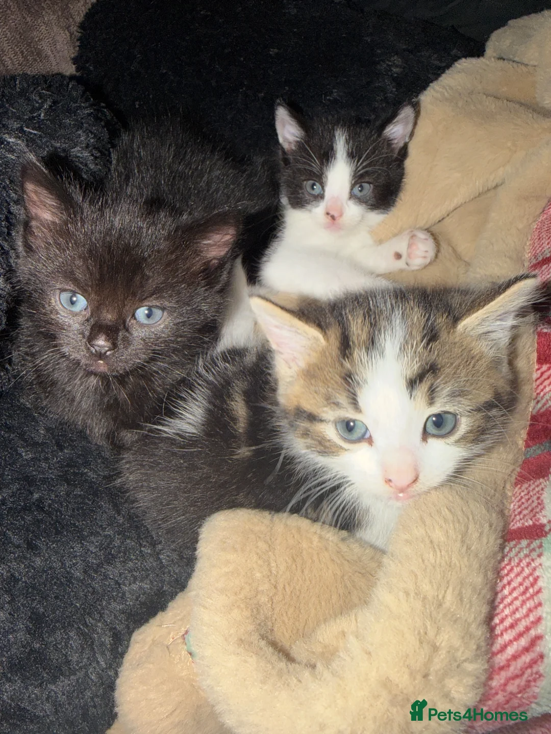 Mixed Breed cats for sale: 3 kittens half ragdoll, half domestic short hair  in Telford - Advert 2