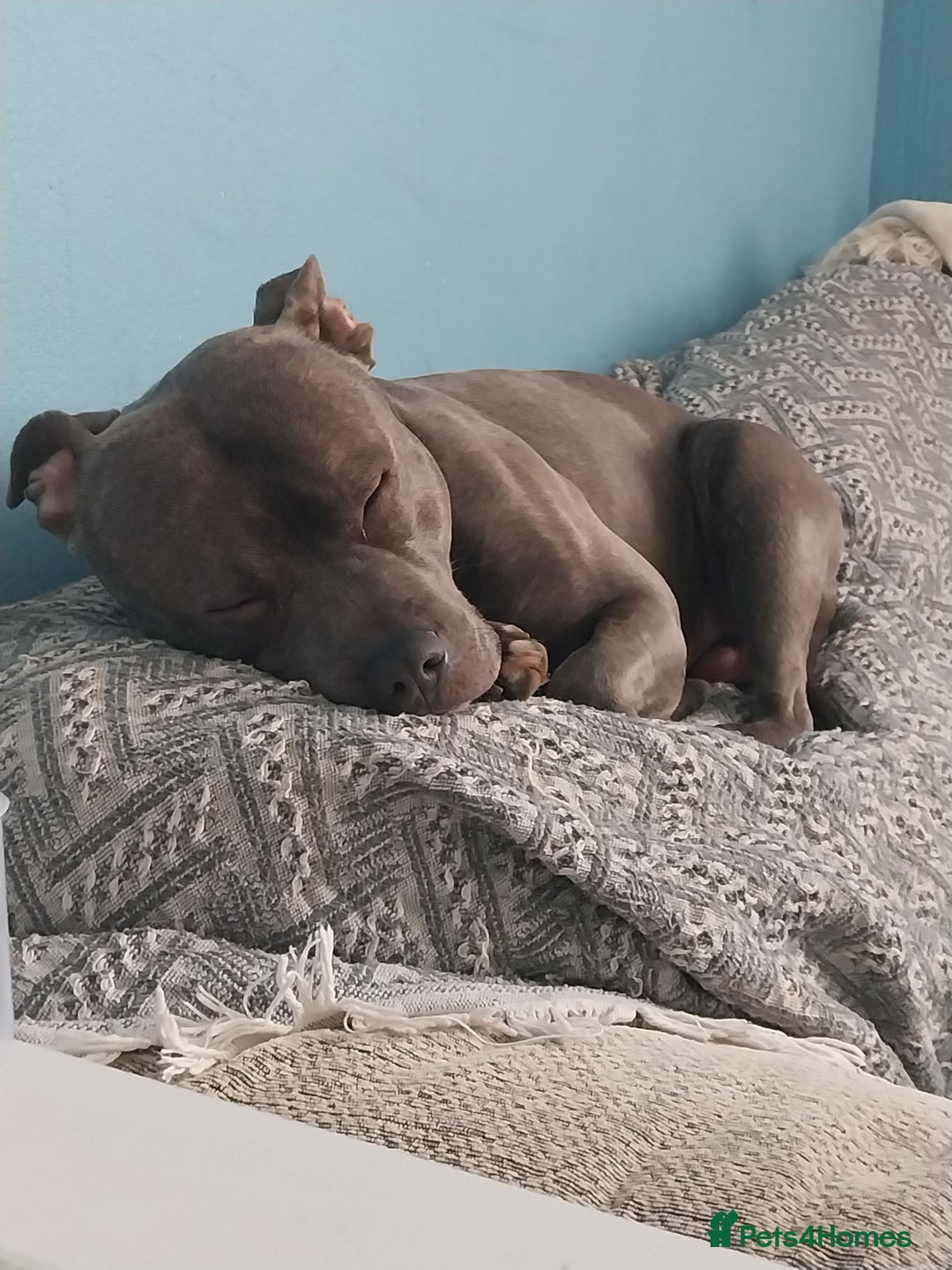 Staffordshire Bull Terrier dogs for sale: Handsome Axel - Image 3