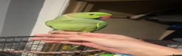 Ringnecks birds for sale: Male India ringneck tame - Advert 1