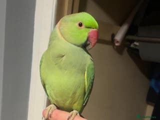 Ringnecks birds Male India ringneck tame - Advert 2