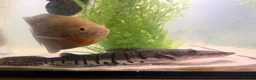 Catfish fish for sale: Tiger shovelnose catfish  in Sudbury - Advert 6