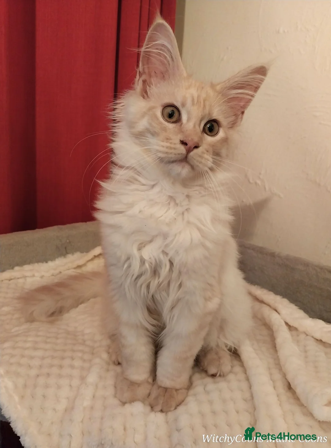 Maine Coon cats for sale: TICA Reg Maine Coon Kittens. Cream Smoke. ACTIVE. - Advert 2