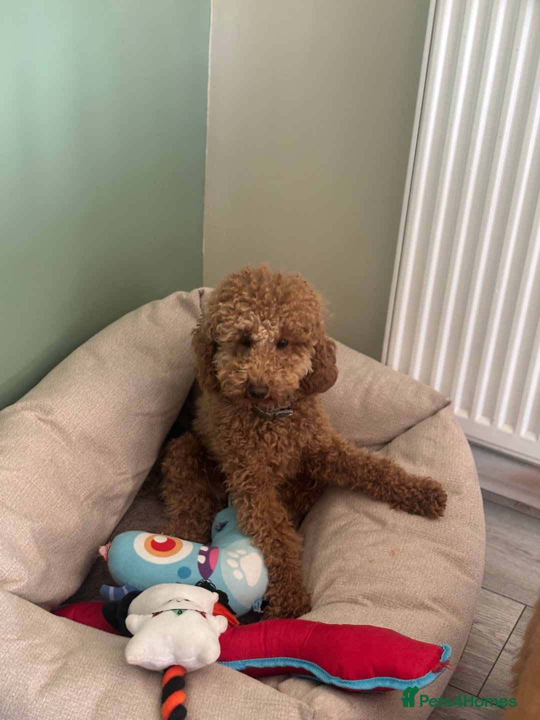Toy Poodle dogs for sale: Toy poodle puppies *Ready for  ** * - Advert 13