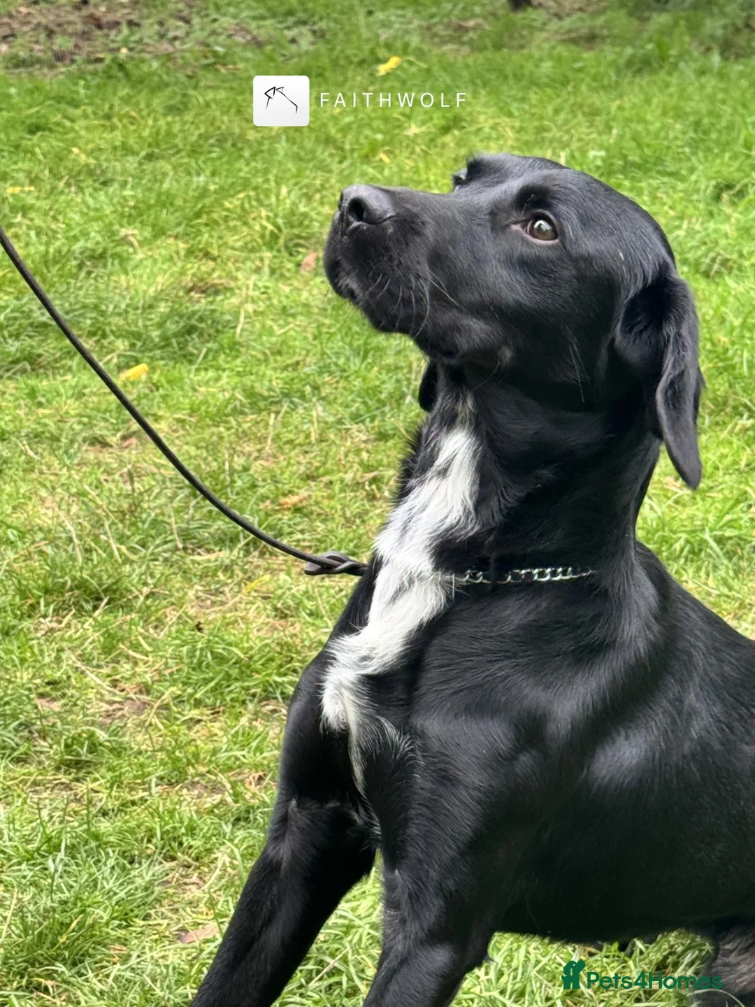 Springador dogs for sale: Drake - Fully Trained Pet Springador - Advert 4