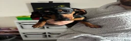 Dachshund dogs for sale: 8 month old dachshund girl - Advert 2