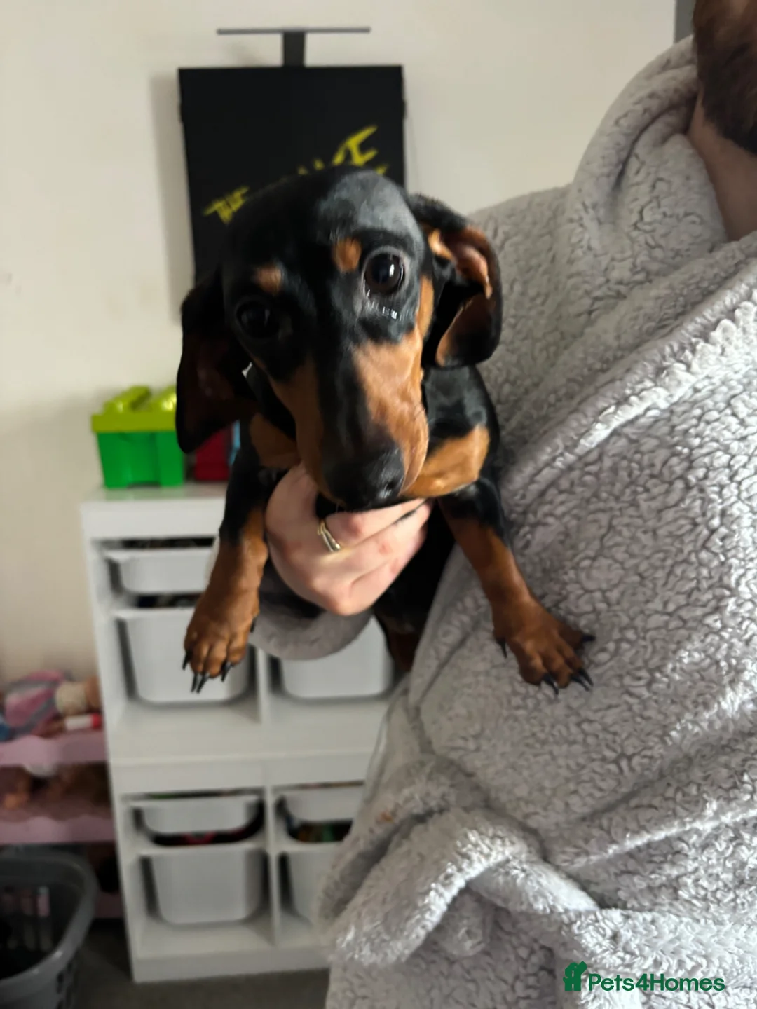Dachshund dogs for sale: 8 month old dachshund girl - Advert 2