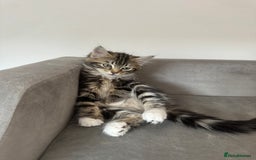 Domestic Shorthair cats for sale: Marley  - Image 2