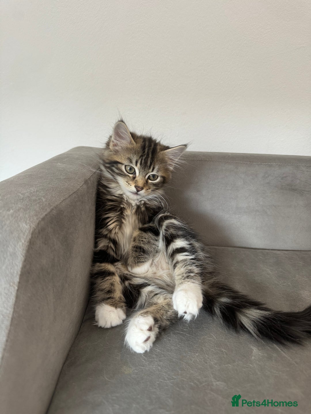 Domestic Shorthair cats for sale: Marley  - Image 2