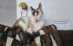 Ragdoll cats for sale: Half Ragdoll Kittens - Image 1