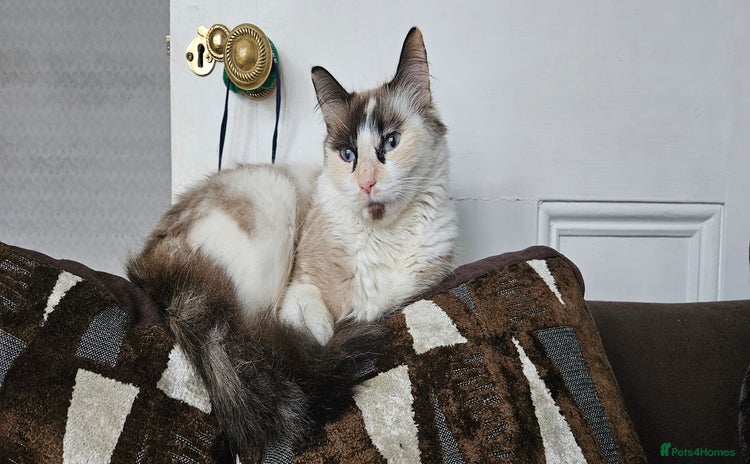 Ragdoll cats - Advert 5