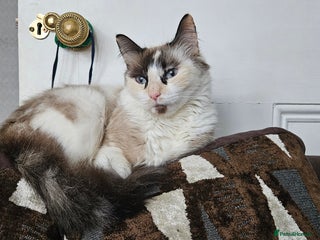 Ragdoll cats - Advert 30